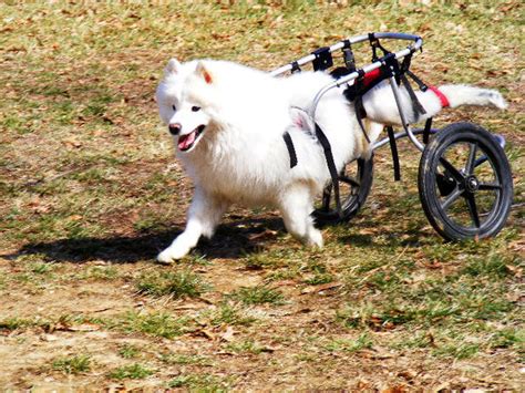 Dog with wheels - Paralyzed pets rock their wheels: 30 awesome animals ...