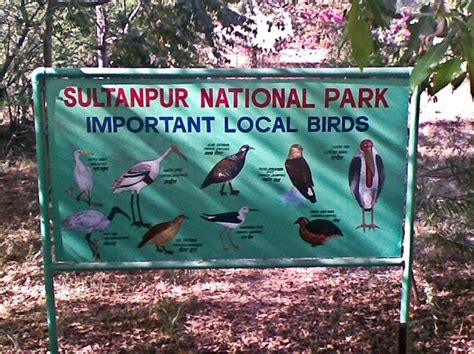 Sultanpur Bird Sanctuary, A Hidden Gem In Gurgaon | We Are Gurgaon