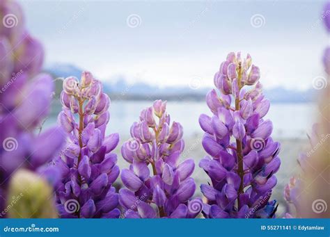 Purple Lupin Flowers Growing by Lake Tekapo in New Zealand Stock Image - Image of view, tourism ...