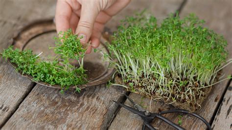 How to grow cress: indoors or in the garden | Homes & Gardens