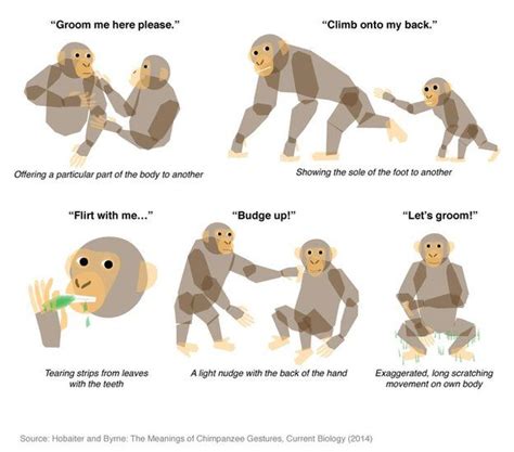 Chimpanzee language: Communication gestures translated - BBC News