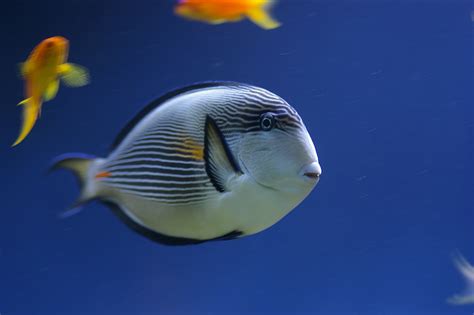 Free Stock Photo 1298-tropical_fish_0995.JPG | freeimageslive