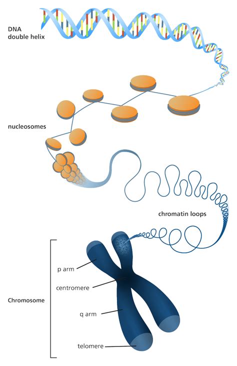 What Are Chromosomes Made of - JaylenekruwColon