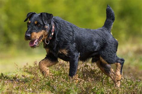 Jagdterrier - Temperament, Lifespan, Shedding, Puppy