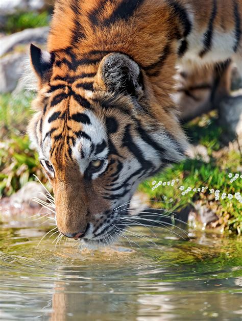 Tiger Drinking Water Wallpapers - Top Free Tiger Drinking Water ...