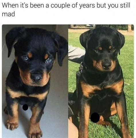 15 Funny Rottweiler Memes To Make Your Day! | Page 2 of 4 | PetPress ...