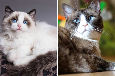 Comparison Of The Two: Ragdoll Snowshoe Cat - All You Have To Know