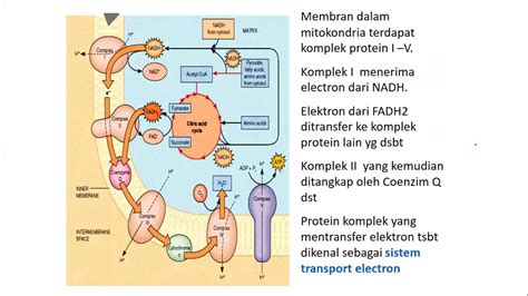 Resume Metabolisme Karbohidrat Lengkap - YouTube