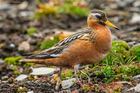 Red Phalarope | Audubon Field Guide