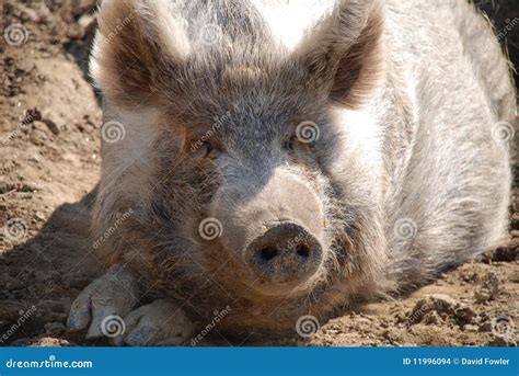 Tamworth pig stock photo. Image of breed, cross, boar - 11996094