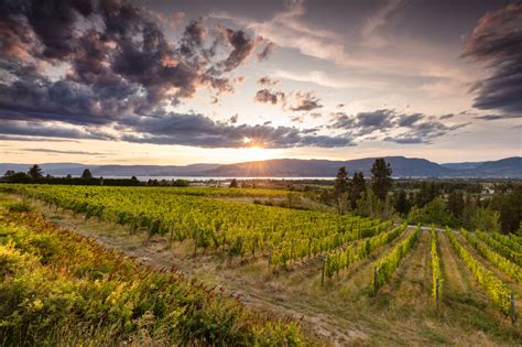 10 Best Wineries In Kelowna, BC | Drink Tea & Travel