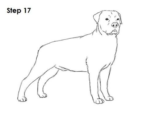 How to Draw a Rottweiler Step by Step