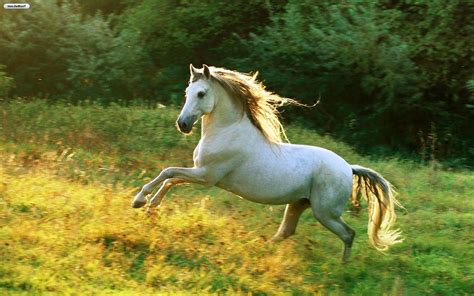 White Horse Wallpaper (68+ images)