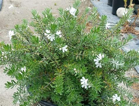 Westringia fruticosa 'Mundi' PPAF (Coast Rosemary Selection)