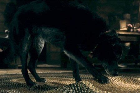 Top 10 Favorite Dogs in Horror Movies | Horror Amino