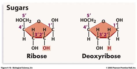 3 Main differences between DNA & RNA: RNA uses the sugar Ribose while ...