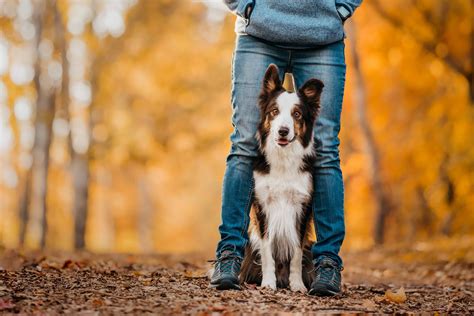 The Picture-Perfect Outfit: What to Wear for a Photo Shoot With Your Dog