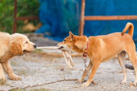 Two dogs play and fight stock photo. Image of bred, cuddly - 254486446