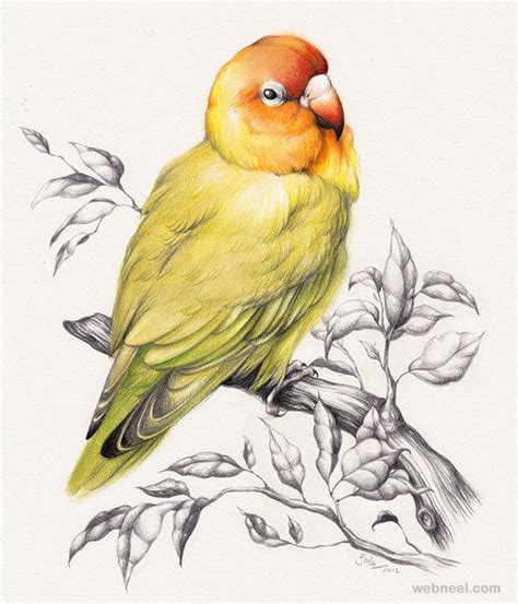 40 Beautiful Bird Drawings and Art works for your inspiration | Bird drawings, Cartoon bird ...