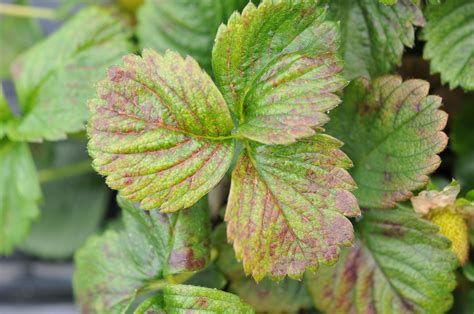 Red Spider Mite and Damage signs (strawberries)