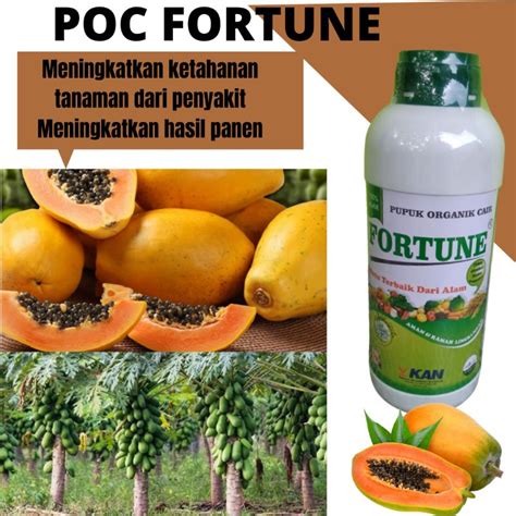 Jual Pupuk POC FORTUNE 1 LITER Untuk Tanaman Pepaya Bangkok Untuk ...