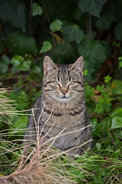 European wild cat stock photo. Image of forest, nature - 23154478