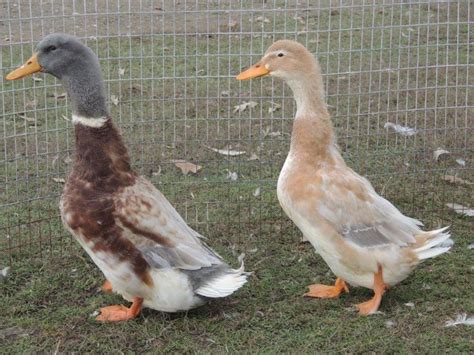 Saxony Ducklings | Duck breeds, Backyard ducks, Backyard flocks