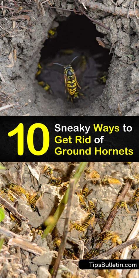 10 Sneaky Ways to Get Rid of Ground Hornets