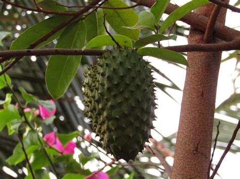 Growing a Soursop Tree in Hot, Dry Climates - Garden of Luma