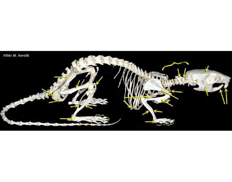 Rattus norvegicus skeletal anatomy — Printable Worksheet