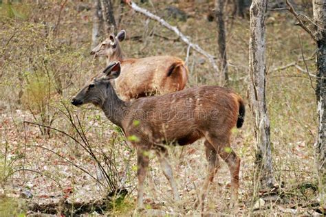 Sambar deer stock image. Image of mammals, ranthambore - 96928207