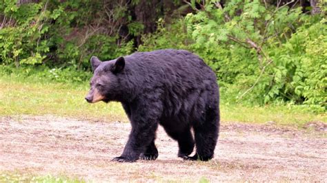 Black Bear Fact Sheet | Blog | Nature | PBS