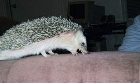 Funny Hedgehog Compilation!