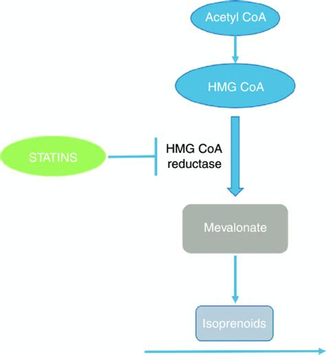 The mechanism of action of statins on the mevalonate pathway. Statins... | Download Scientific ...