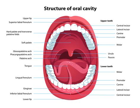 Oral Cavity Anatomy With Educational Labeled Structure Vector Illustration | The Best Porn Website