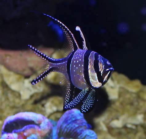 Banggai Cardinalfish - Reef Aquarium