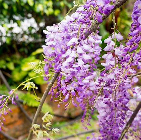 Lilac Wisteria Tree Seeds, Mini Bonsai Flower Seeds, 10pcs/pack ...