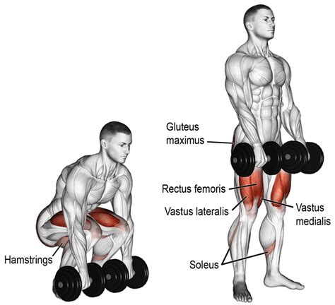 What Muscles Do Russian Deadlifts Work - Photos Idea