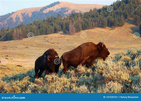 Bisonte Americano Del Parque Nacional De Yellowstone Imagen de archivo ...