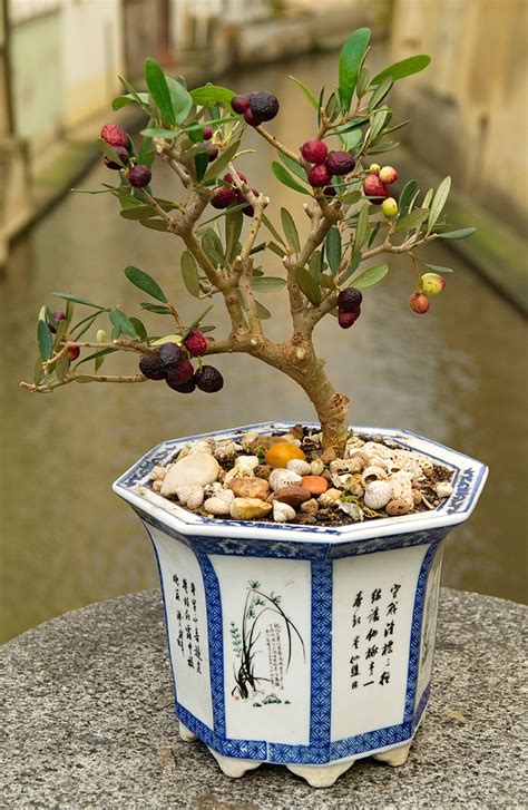 Pomegranate Tree Bonsai