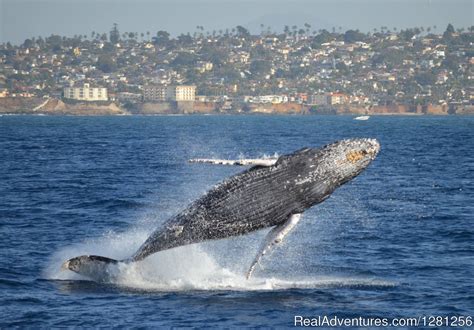 San Diego Whale Watch, San Diego, California Whale Watching | RealAdventures