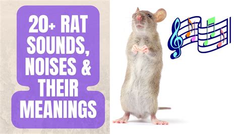 20 Amazing Rat Sounds and Their Meanings in 2023 - Basic Rodents