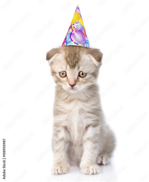 Sad cat with birthday hat. isolated on white background Stock Photo | Adobe Stock