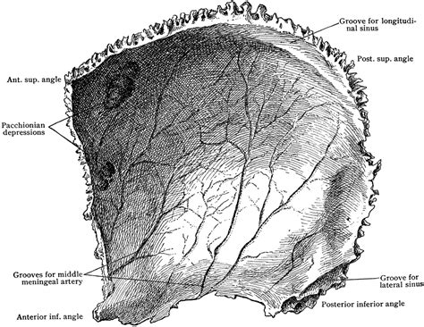 Parietal Bone