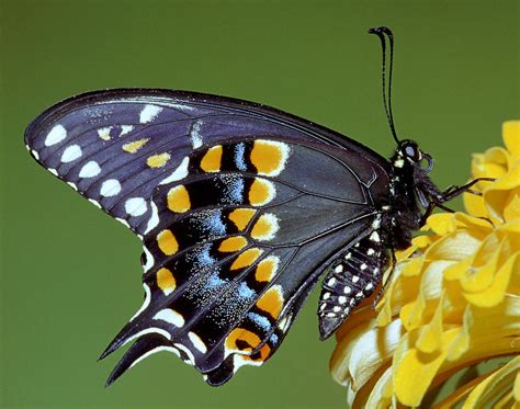 Eastern Black Swallowtail Butterfly #13 Photograph by Millard H Sharp ...