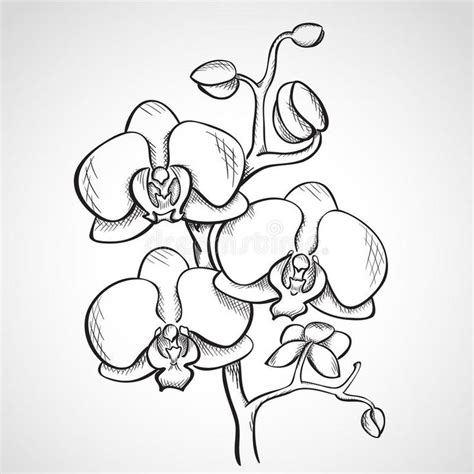 Photo about Sketch orchid branch, hand drawn, ink style. Illustration ...