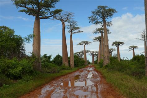 The Legend...Baobab was among the first trees on earth. It saw a tall palm tree & cried..it ...