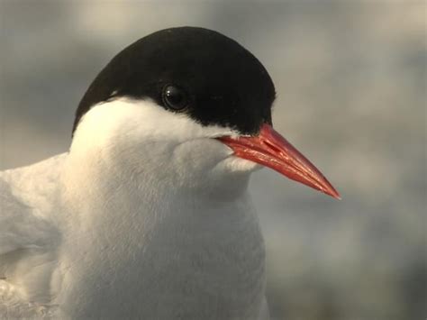 Arctic Tern Identification, All About Birds, Cornell Lab of Ornithology ...