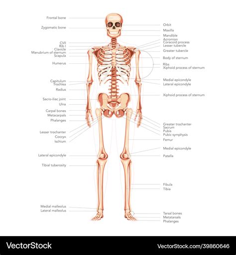 Skeleton human diagram front anterior view Vector Image