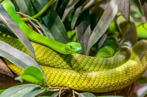 19 Unbelievable Facts About Western Green Mamba - Facts.net